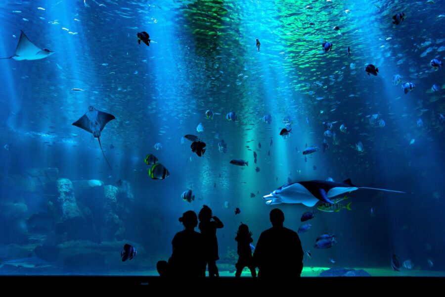 People looking at an aquarium exhibit at the Hatteras Island Ocean Center in Avon, NC on a rainy day.